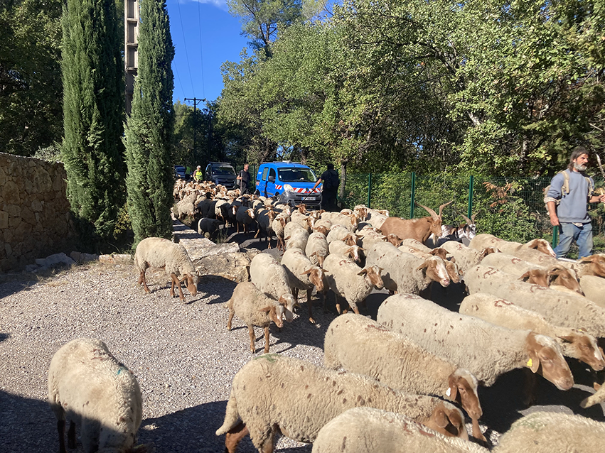 Gîte Le Mas des Oliviers, passage transhumance.