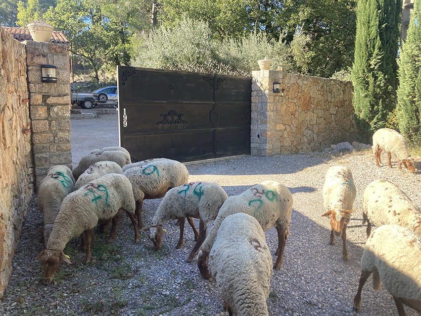 Gîte Le Mas des Oliviers. Entrée principale.