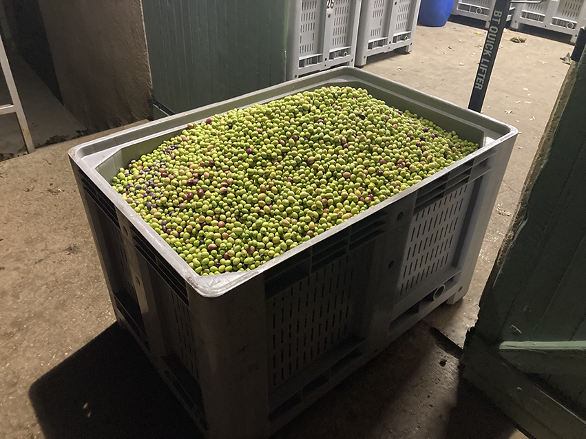 Gîte Le Mas des Oliviers, ramassage des Olives.