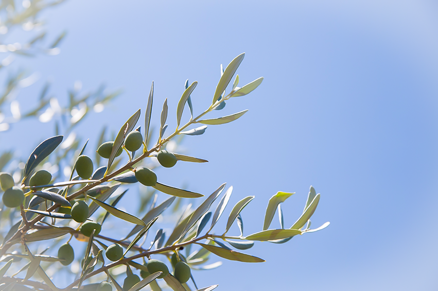Branche d'olivier.